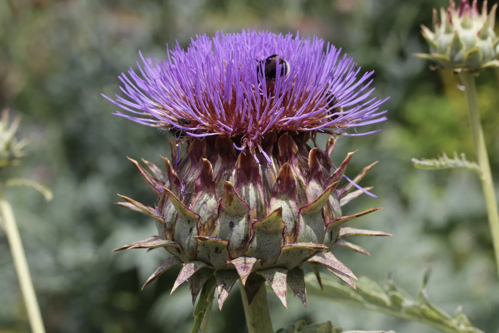 Artichoke (Cynara Scolymus) — they reveal a striking thistle-like flower; perennial / vegetable for full