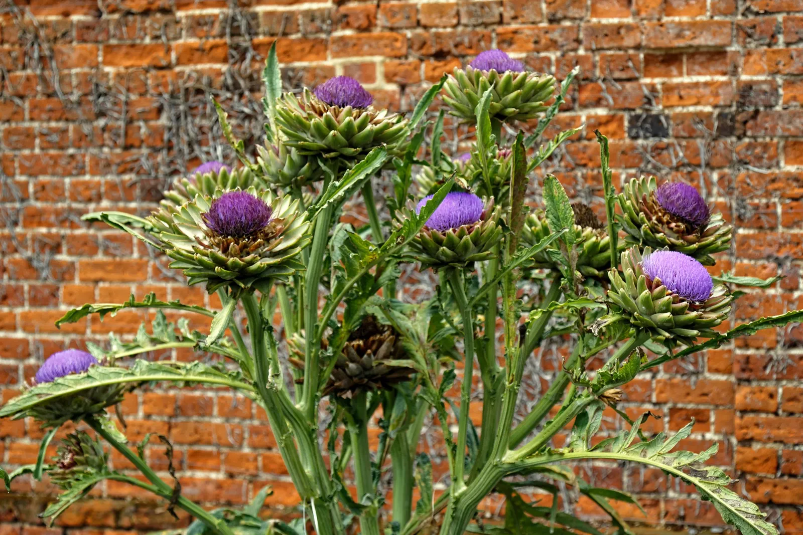 Artichoke (Cynara Scolymus) — is a perennial thistle originating from the Mediterranean