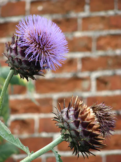 Artichoke (Cynara Scolymus) — It is suited to USDA hardiness zones 7 through 9