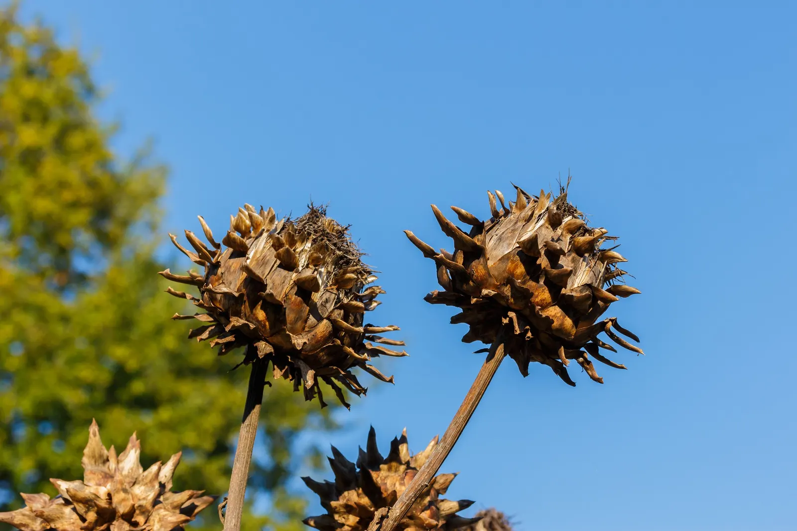 Artichoke (Cynara Scolymus) — Flourishing in full sun with well-drained soil, it doubles as a culinary delight and ornamental specimen; this perennial presents