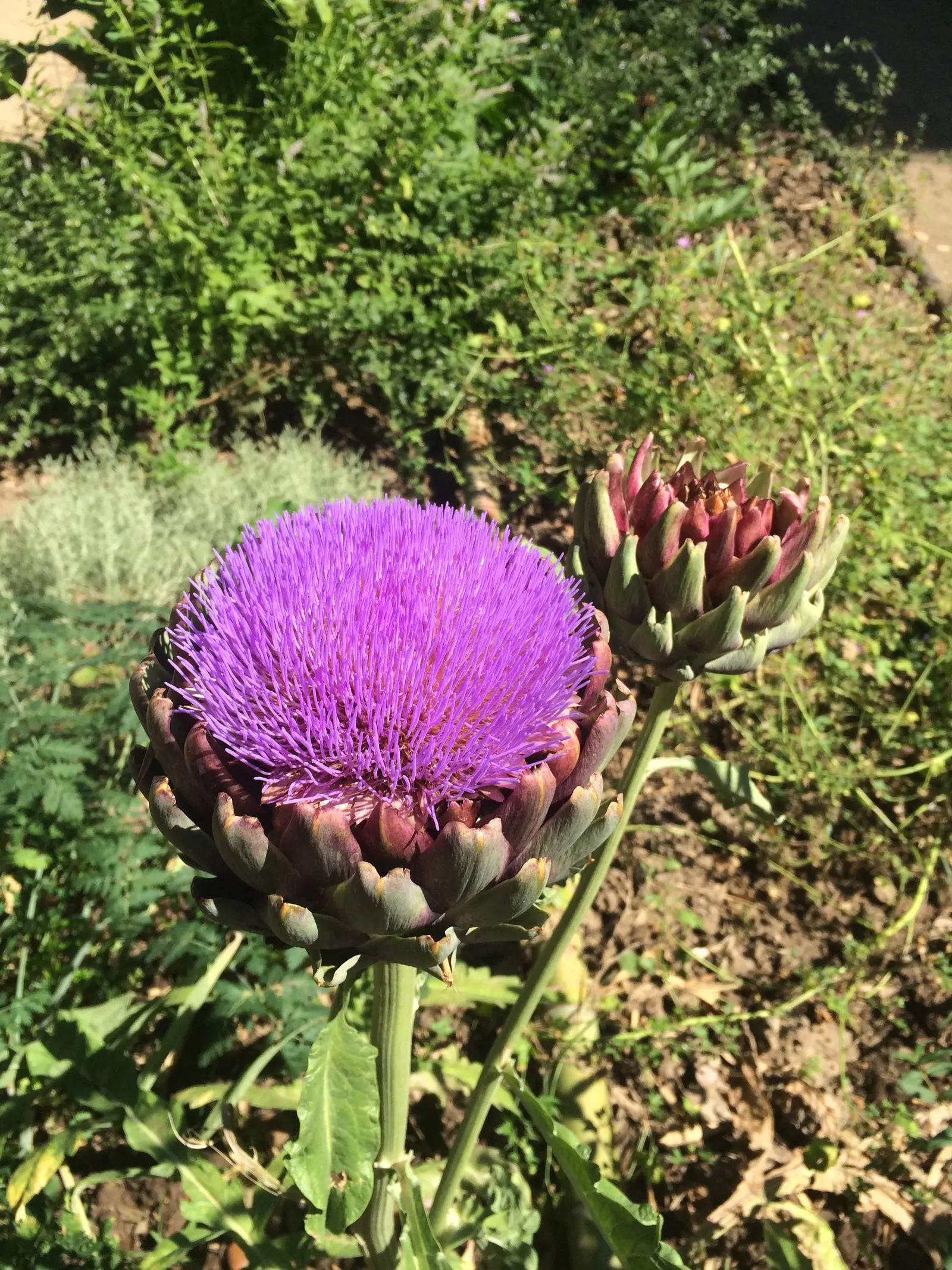 Artichoke (Cynara Scolymus) — perennial / vegetable with purple blooms; these buds are large, globular, and can measure up to 6 inches in diameter, image 65