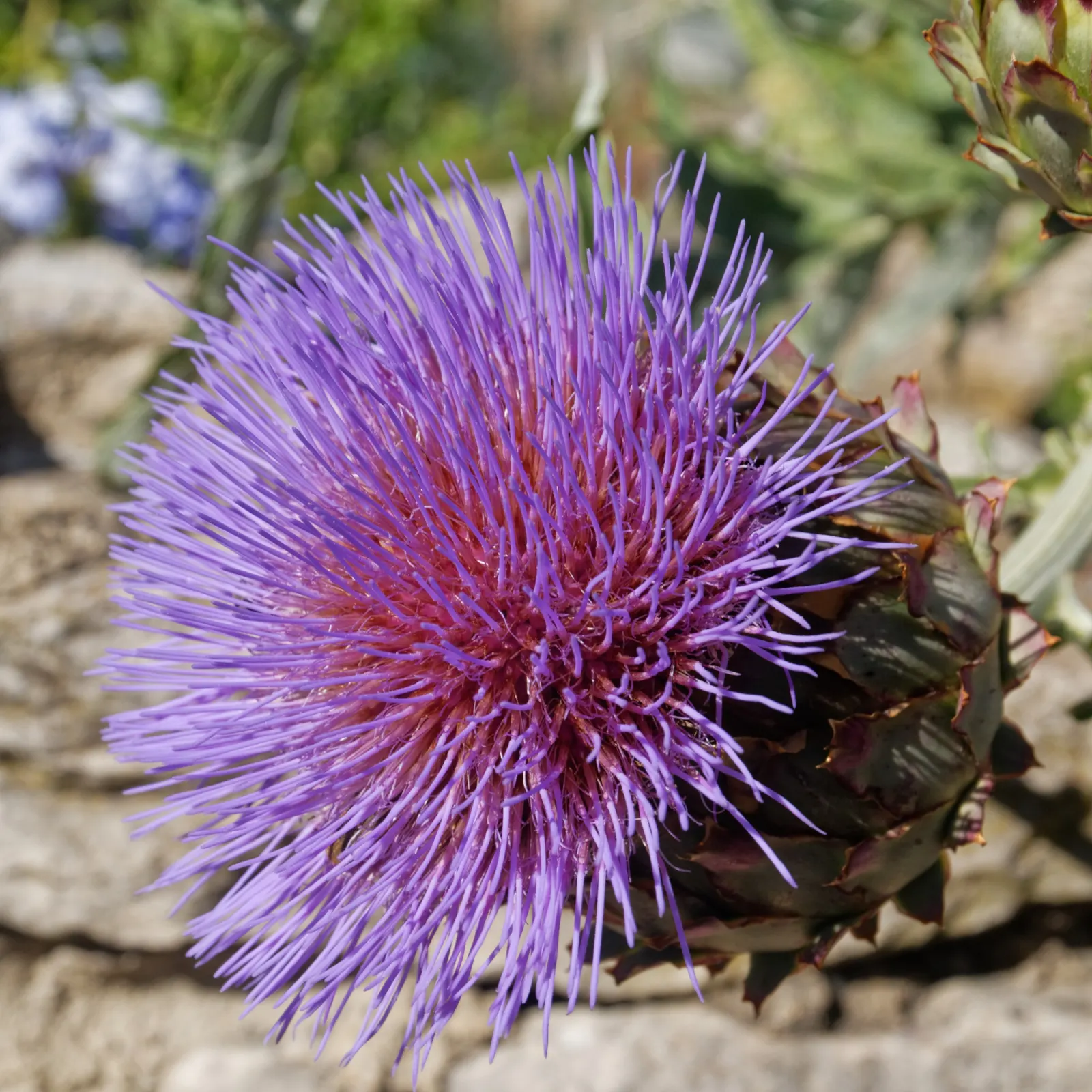 Artichoke (Cynara Scolymus) — perennial / vegetable with purple blooms