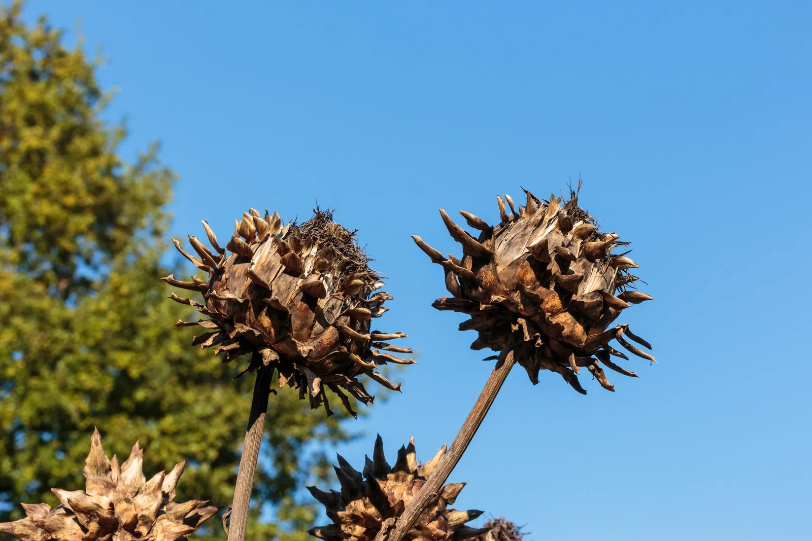 Artichoke (Cynara Scolymus) — fertile soil with consistent moisture
