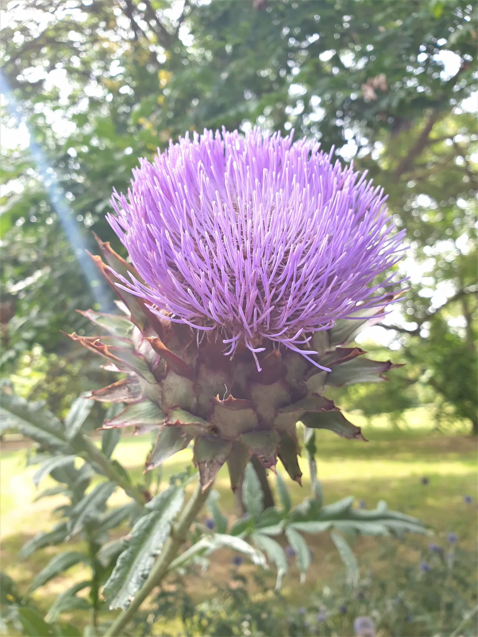Artichoke (Cynara Scolymus) — This perennial presents bold, silvery-green foliage and grand thistle-like purple flowers; to maintain a tidy, image 47