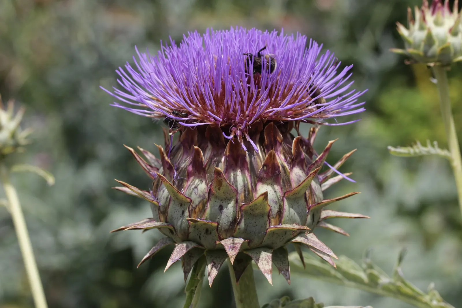 Artichoke (Cynara Scolymus) — perennial / vegetable for full; it is recommended to regularly remove spent blooms and divide every few years to rejuvenate growth