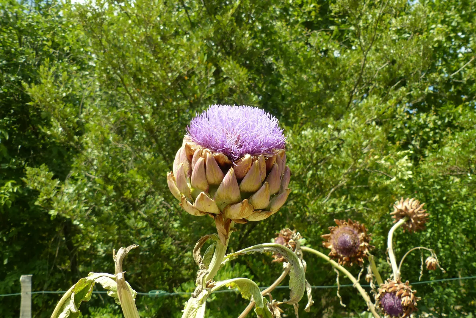 Artichoke (Cynara Scolymus) — with a fascinating texture that adds a visual appeal throughout the growing season; artichoke (Cynara scolymus), image 54