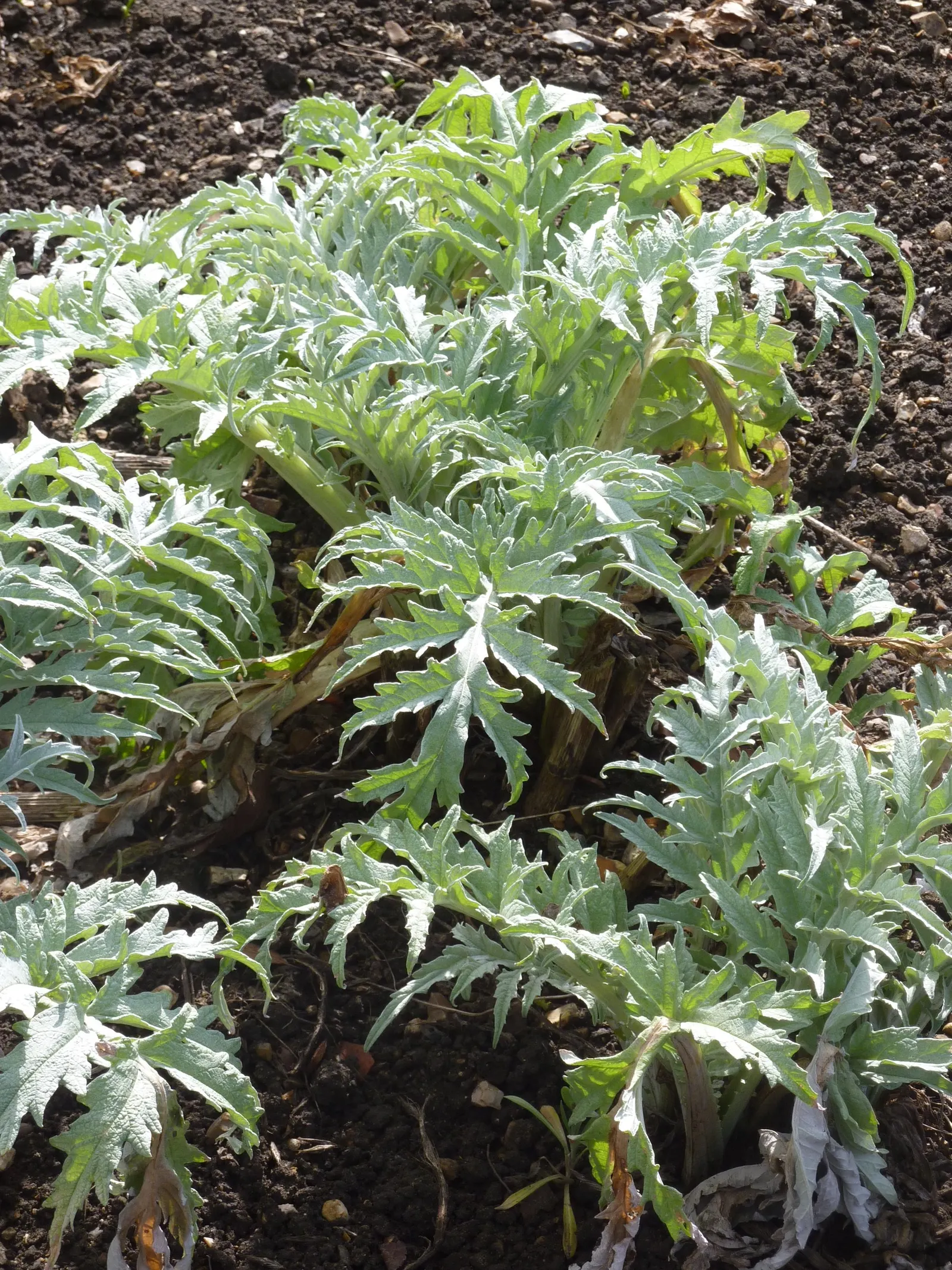Artichoke (Cynara Scolymus) — spanning up to 2 to 3 feet in length; artichokes can serve as a dual-purpose crop