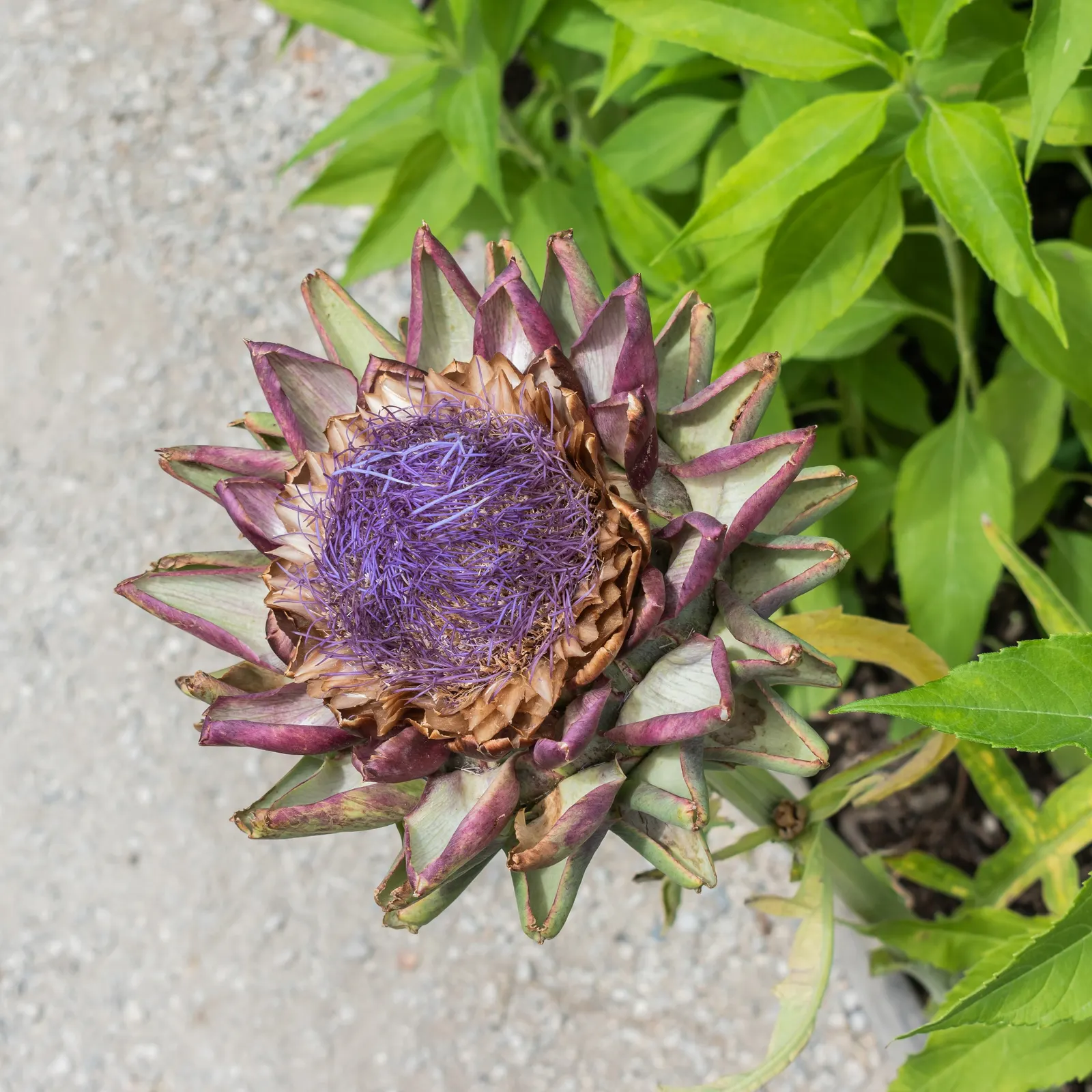 Artichoke (Cynara Scolymus) — Artichokes can serve as a dual-purpose crop; perennial / vegetable with purple blooms