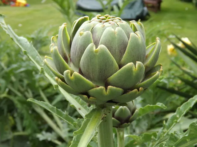 Artichoke (Cynara Scolymus) — The Artichoke's true highlight is its flower buds, from which the edible artichokes are derived