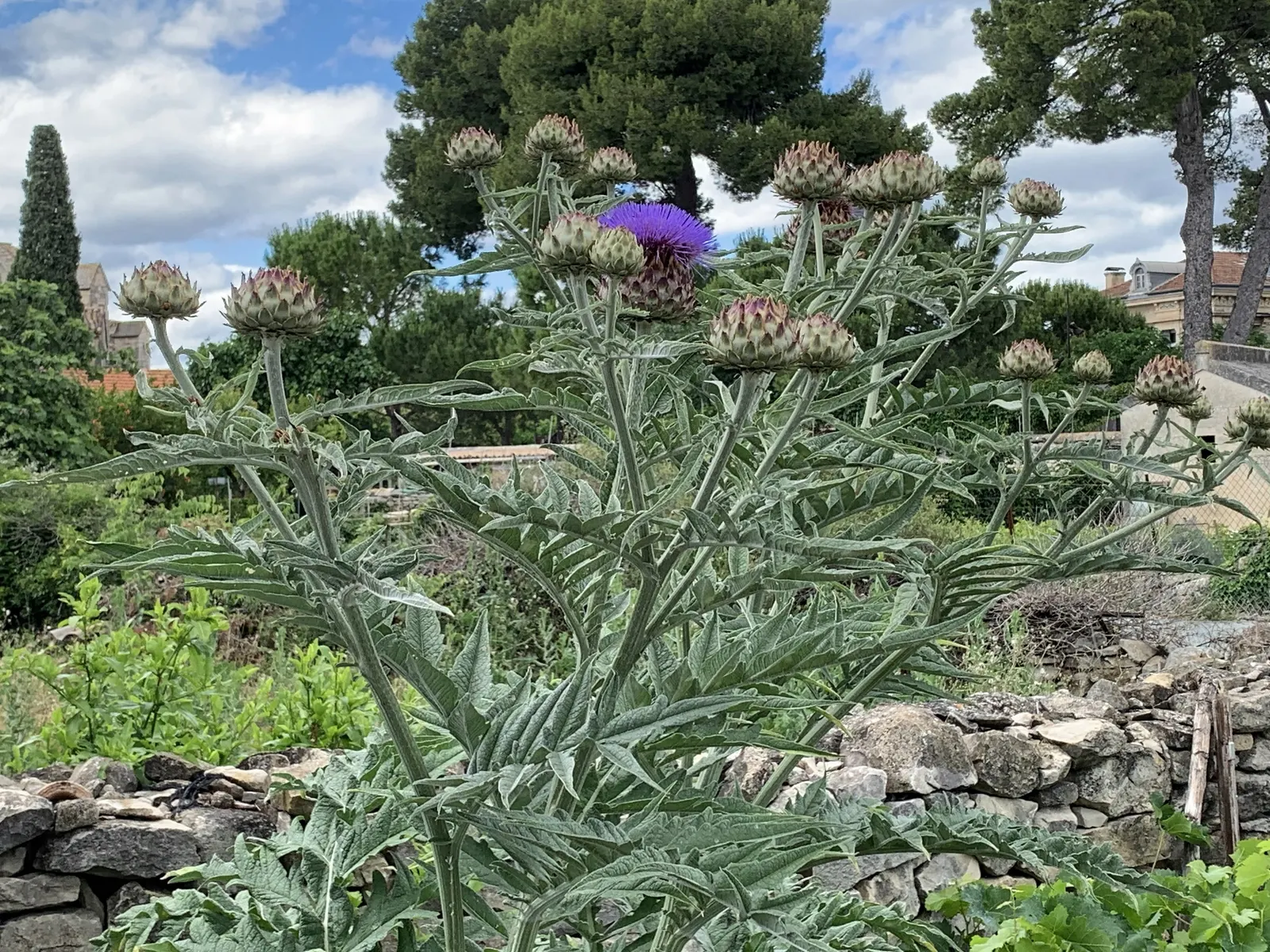 Artichoke (Cynara Scolymus) — spanning up to 2 to 3 feet in length; artichokes can serve as a dual-purpose crop, image 53