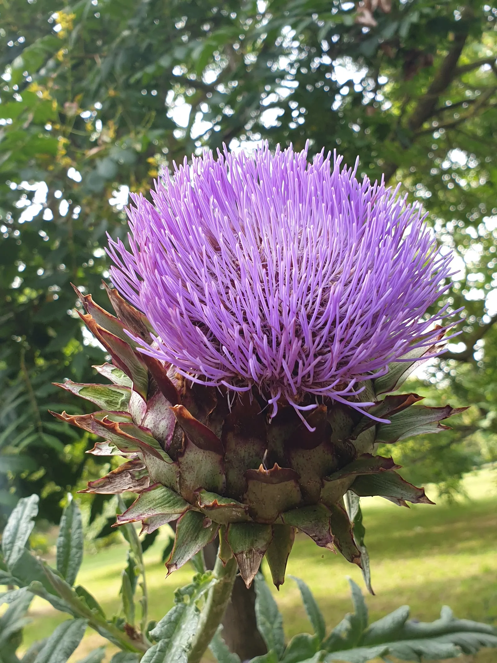 Artichoke (Cynara Scolymus) — This perennial presents bold, silvery-green foliage and grand thistle-like purple flowers; to maintain a tidy, image 69