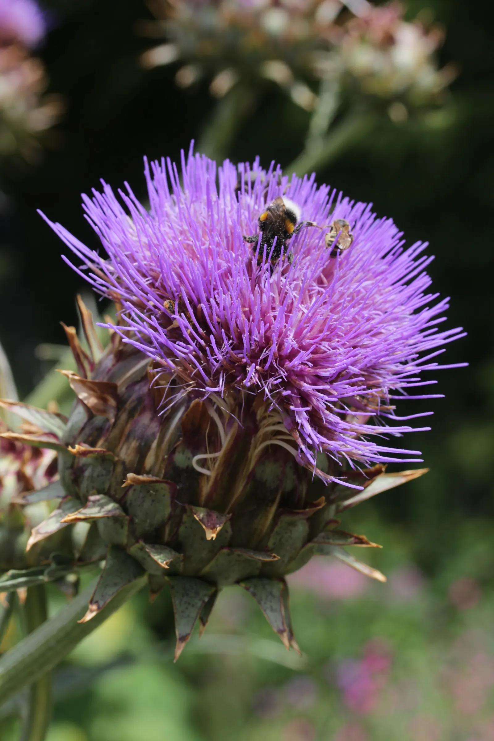 Artichoke (Cynara Scolymus) — is a perennial thistle originating from the Mediterranean; boasting a striking structure of up to 4 feet in height and 6 feet in