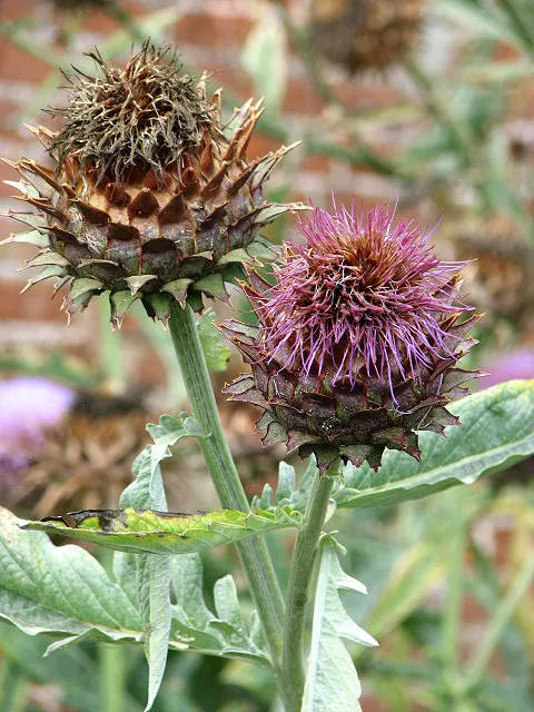Artichoke (Cynara Scolymus) — spanning up to 2 to 3 feet in length