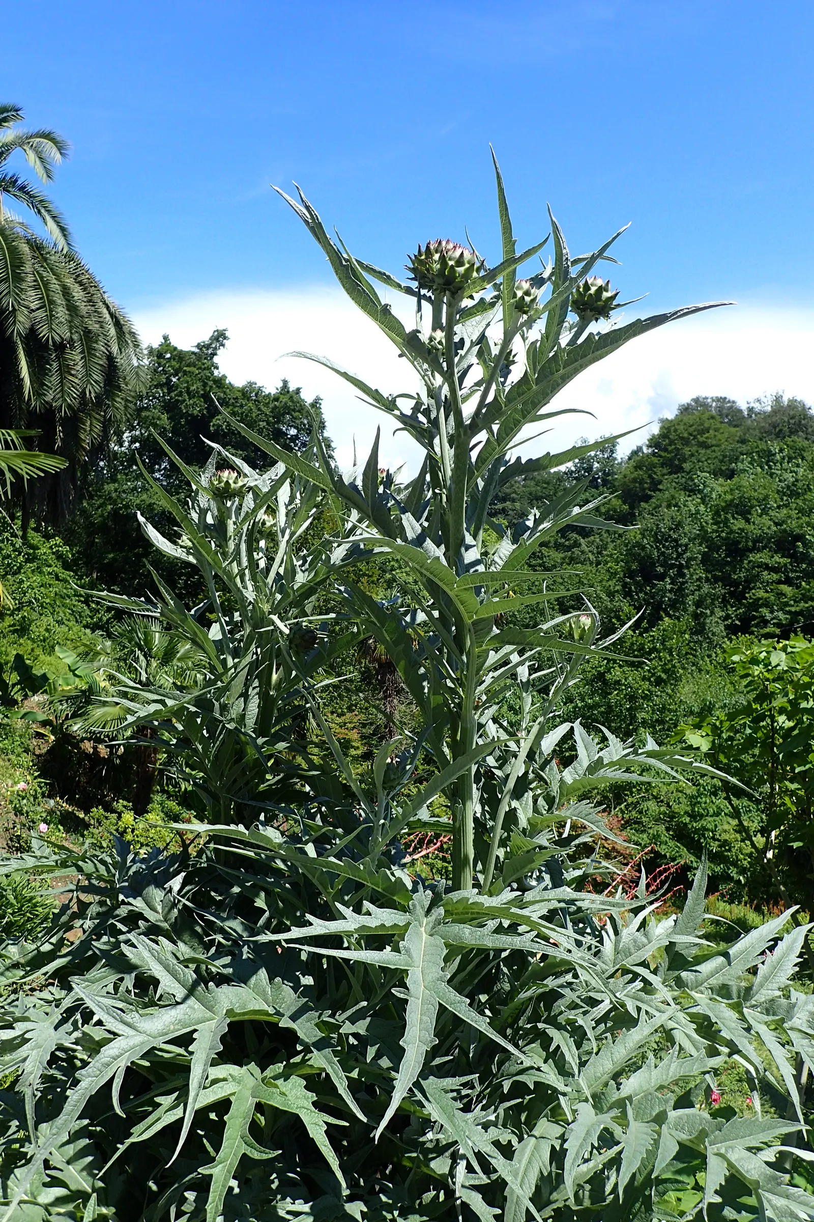 Artichoke (Cynara Scolymus) — fertile soil with consistent moisture; is a perennial thistle originating from the Mediterranean, image 58