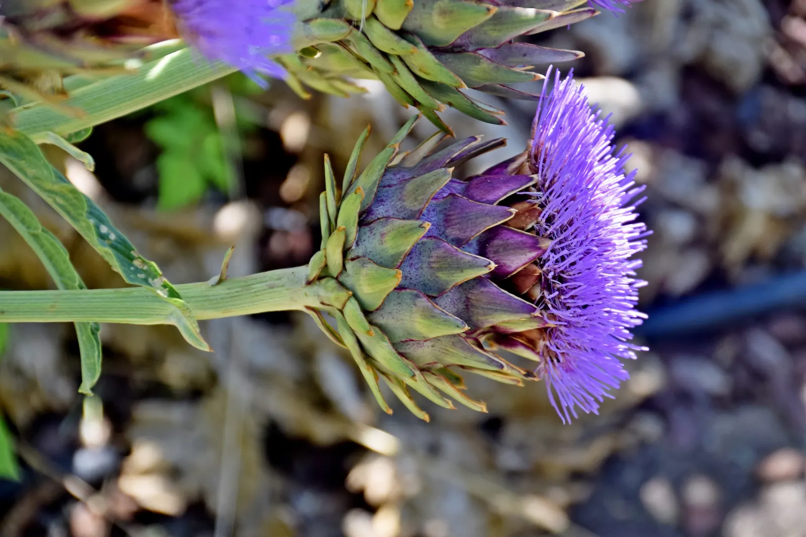 Artichoke (Cynara Scolymus) — scientifically designated as Cynara scolymus; providing both delicious harvests and an impressive focal point, image 72