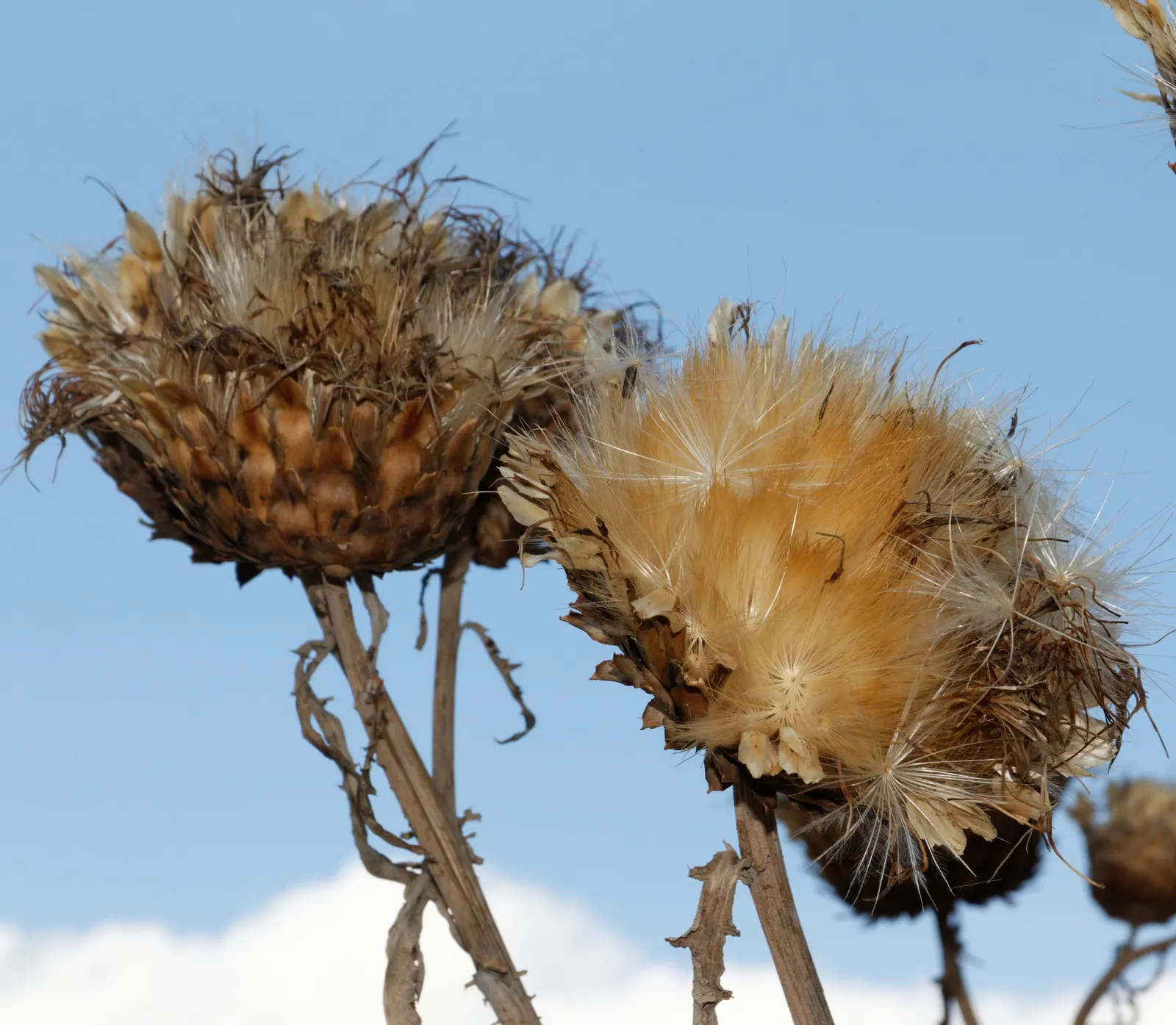 Artichoke (Cynara Scolymus) — boasting a striking structure of up to 4 feet in height and 6 feet in width; the Artichoke's true highlight is its, image 46