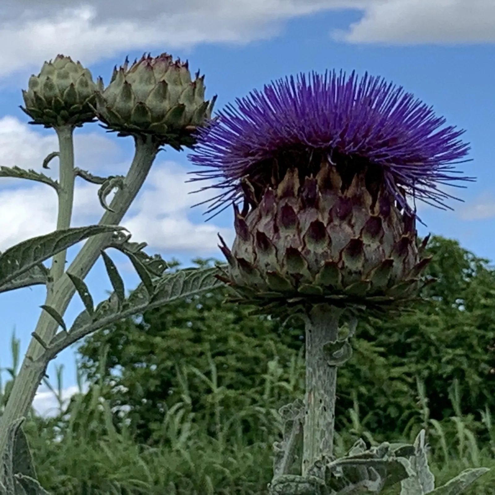 Artichoke (Cynara Scolymus) — spanning up to 2 to 3 feet in length; artichokes can serve as a dual-purpose crop, image 97
