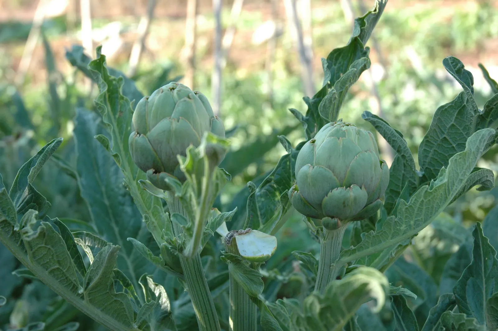 Artichoke (Cynara Scolymus) — it typically reaches a height of 3 to 4 feet with an equal spread; spanning up to 2 to 3 feet in length