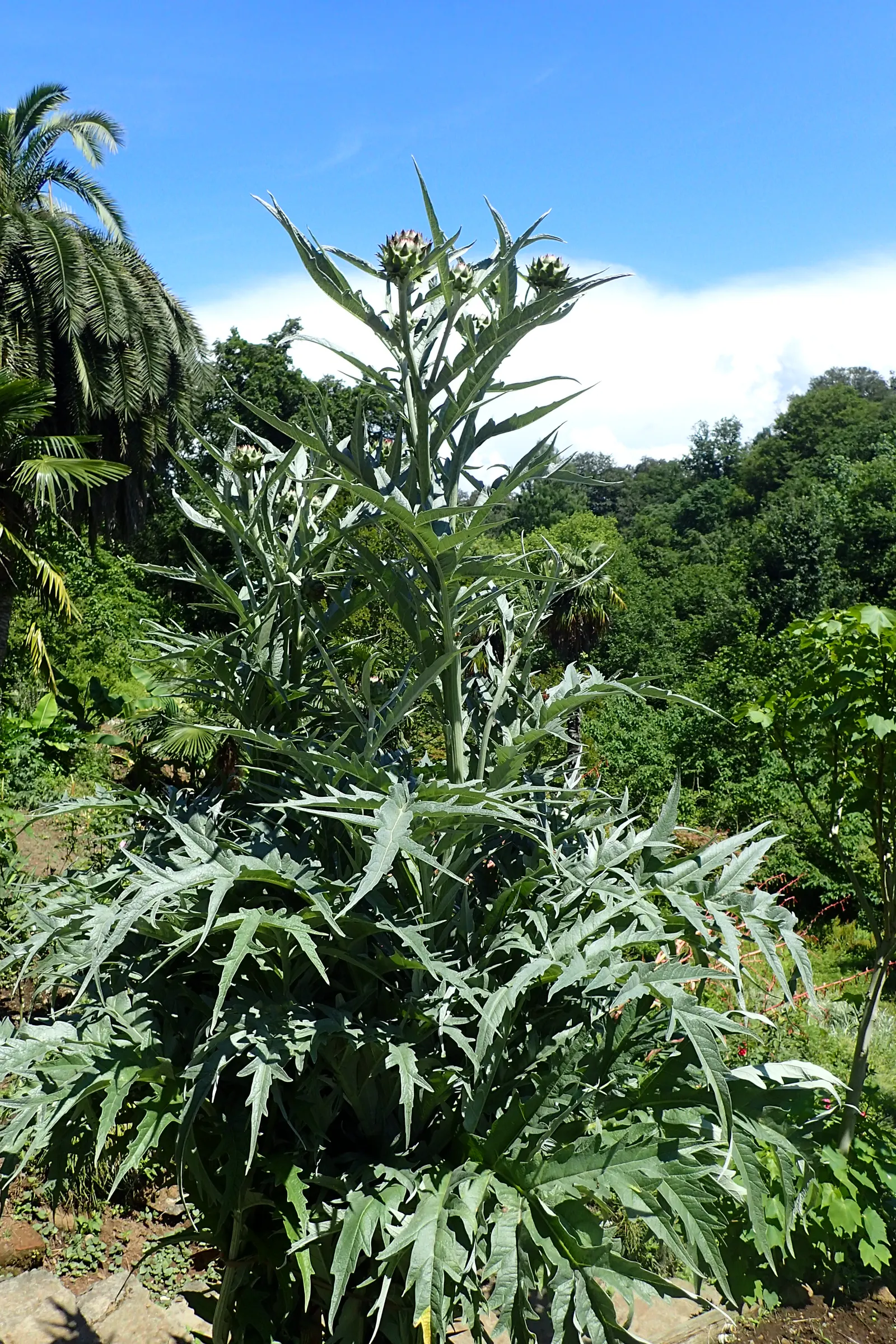 Artichoke (Cynara Scolymus) — providing both delicious harvests and an impressive focal point; scientifically designated as Cynara scolymus, image 61