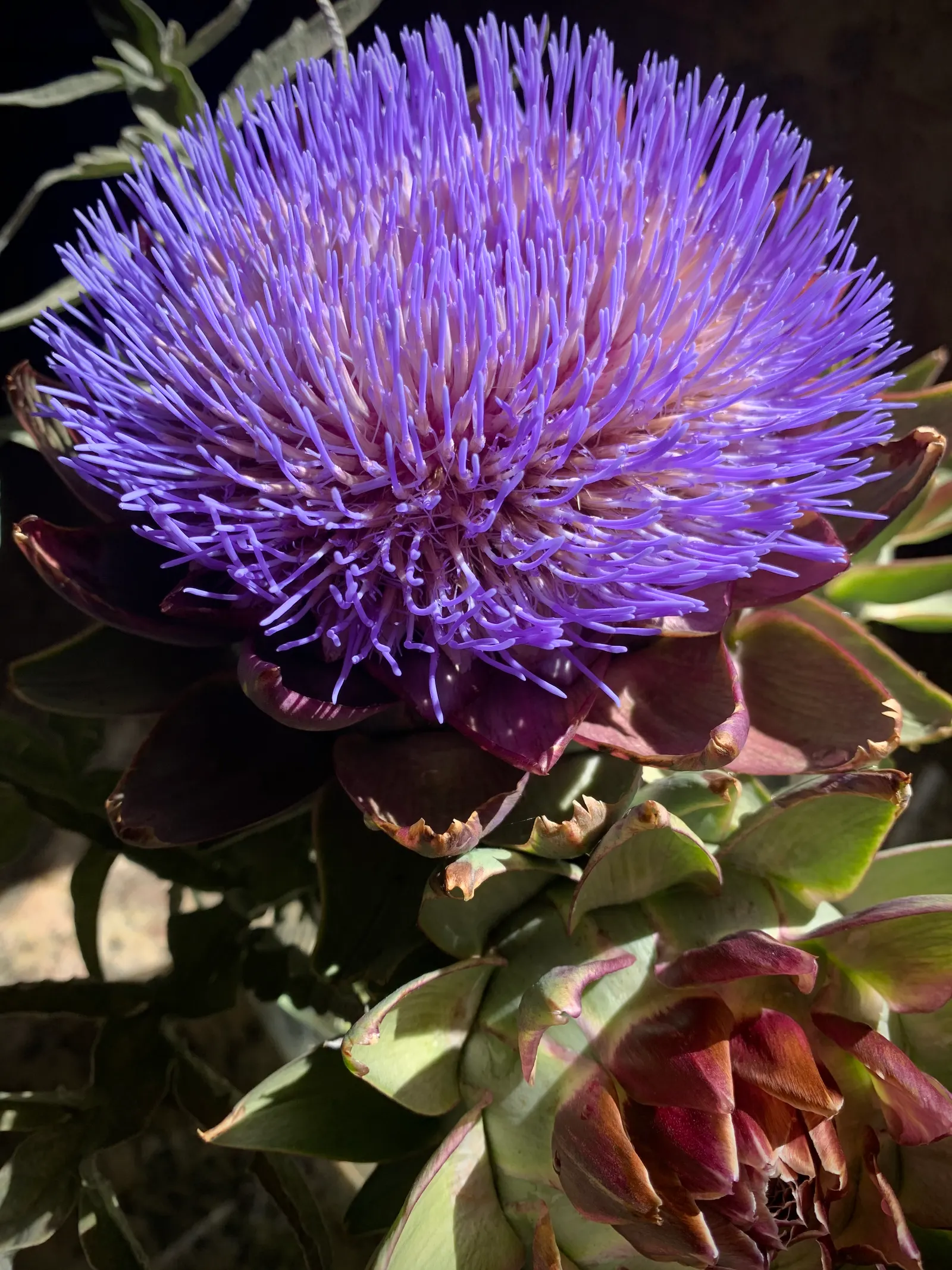 Artichoke (Cynara Scolymus) — Artichoke (Cynara scolymus) thrives in USDA zones 7-11; flourishing in full sun with well-drained soil, it doubles as, image 89