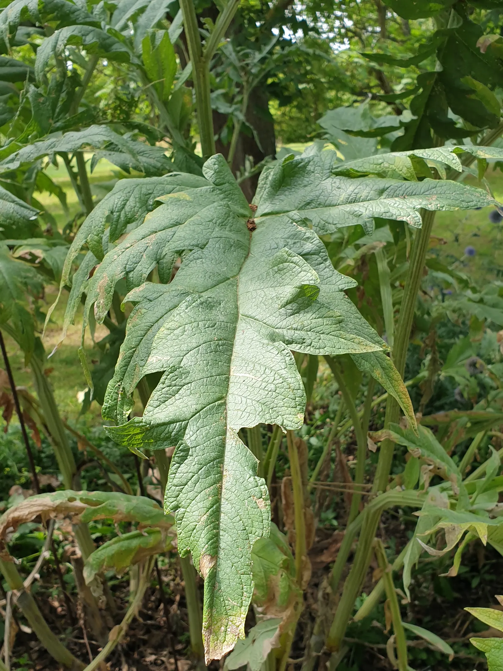 Artichoke (Cynara Scolymus) — it is recommended to regularly remove spent blooms and divide every few years to rejuvenate growth; purple flowers in, image 63