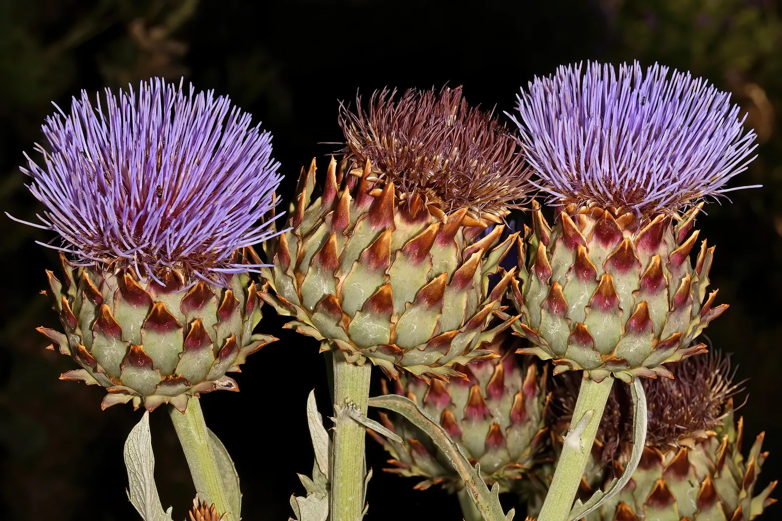 Artichoke (Cynara Scolymus) — To maintain a tidy appearance and promote the best yield