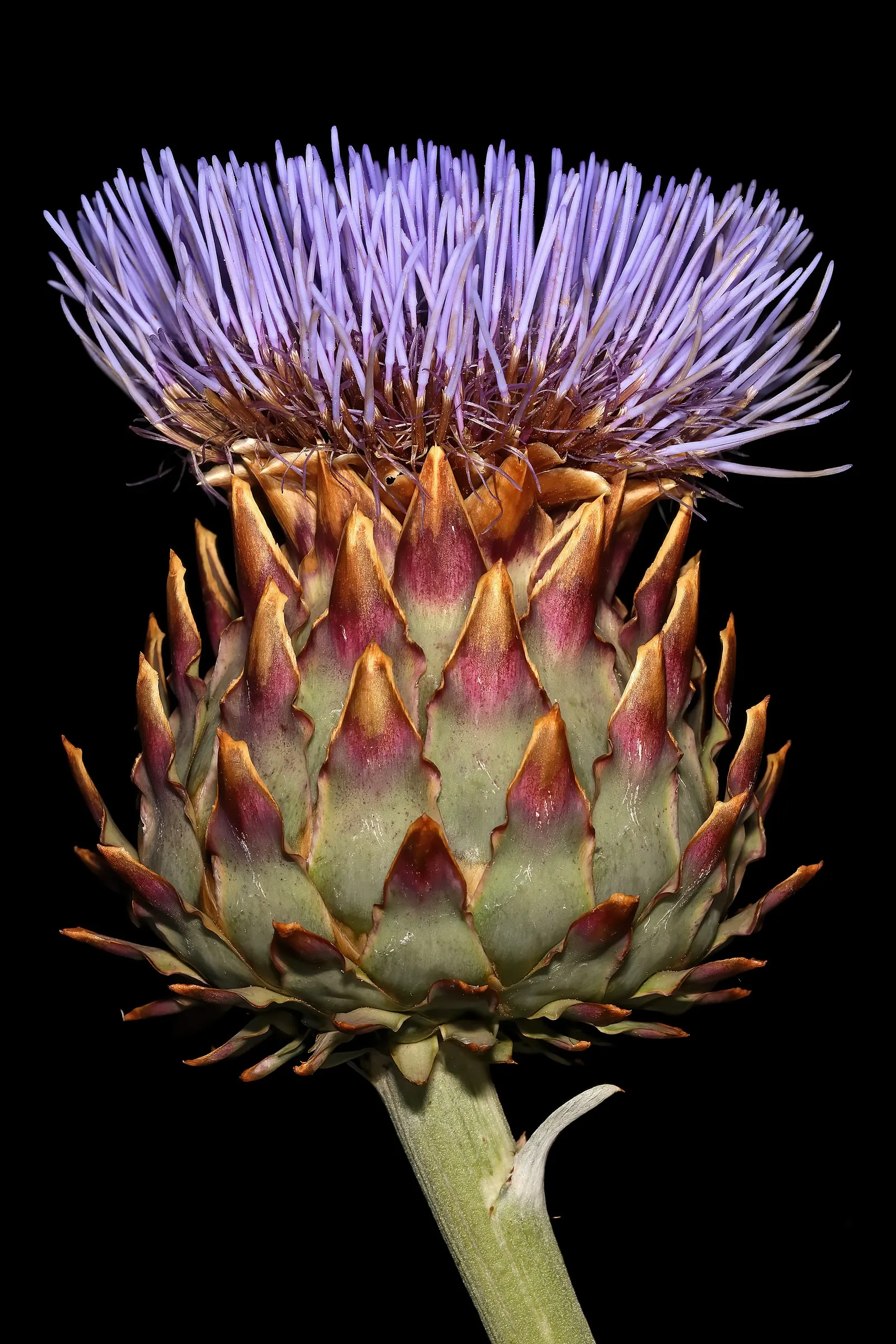 Artichoke (Cynara Scolymus) — scientifically designated as Cynara scolymus