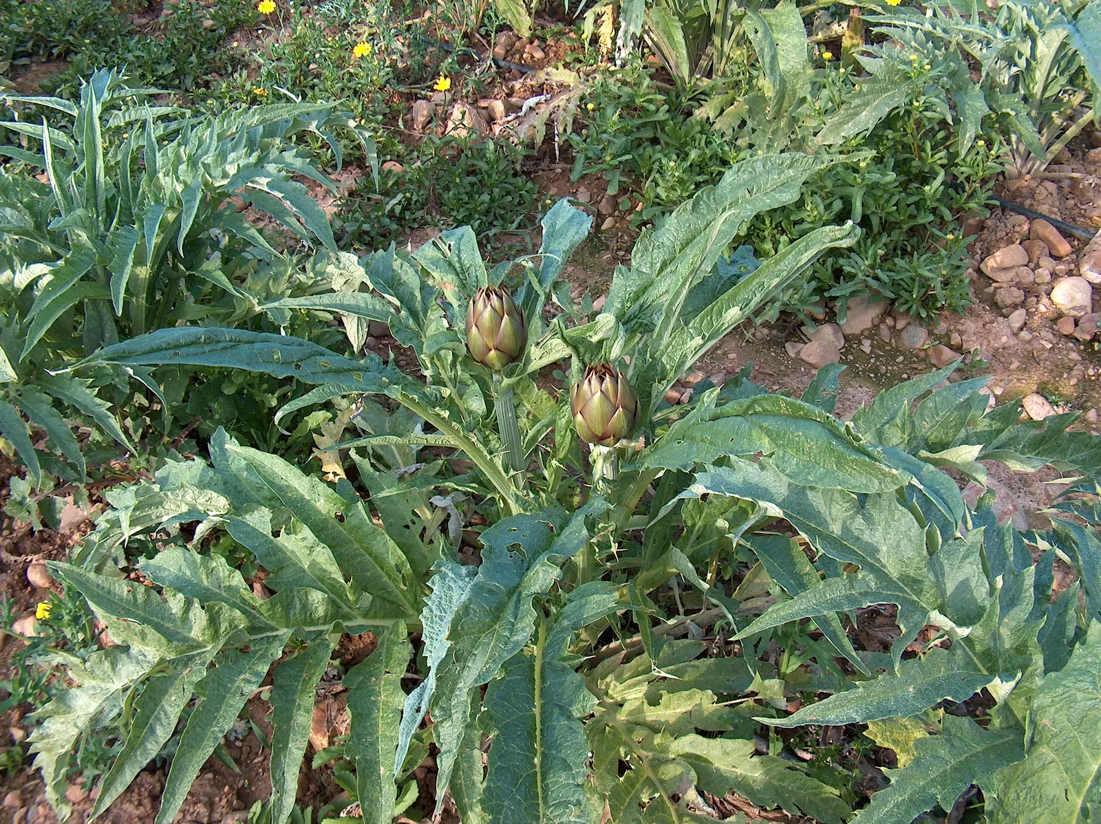 Artichoke (Cynara Scolymus) — Flourishing in full sun with well-drained soil, it doubles as a culinary delight and ornamental specimen