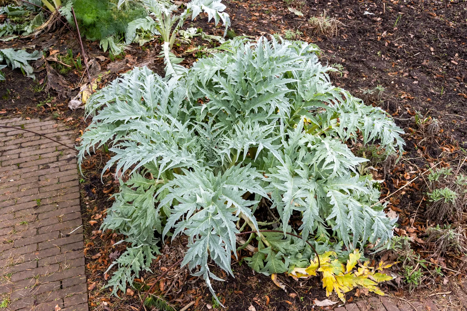 Artichoke (Cynara Scolymus) — it is recommended to regularly remove spent blooms and divide every few years to rejuvenate growth