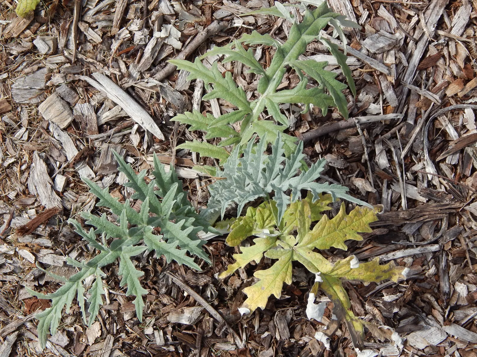 Artichoke (Cynara Scolymus) — perennial / vegetable for full; it is recommended to regularly remove spent blooms and divide every few years to, image 88