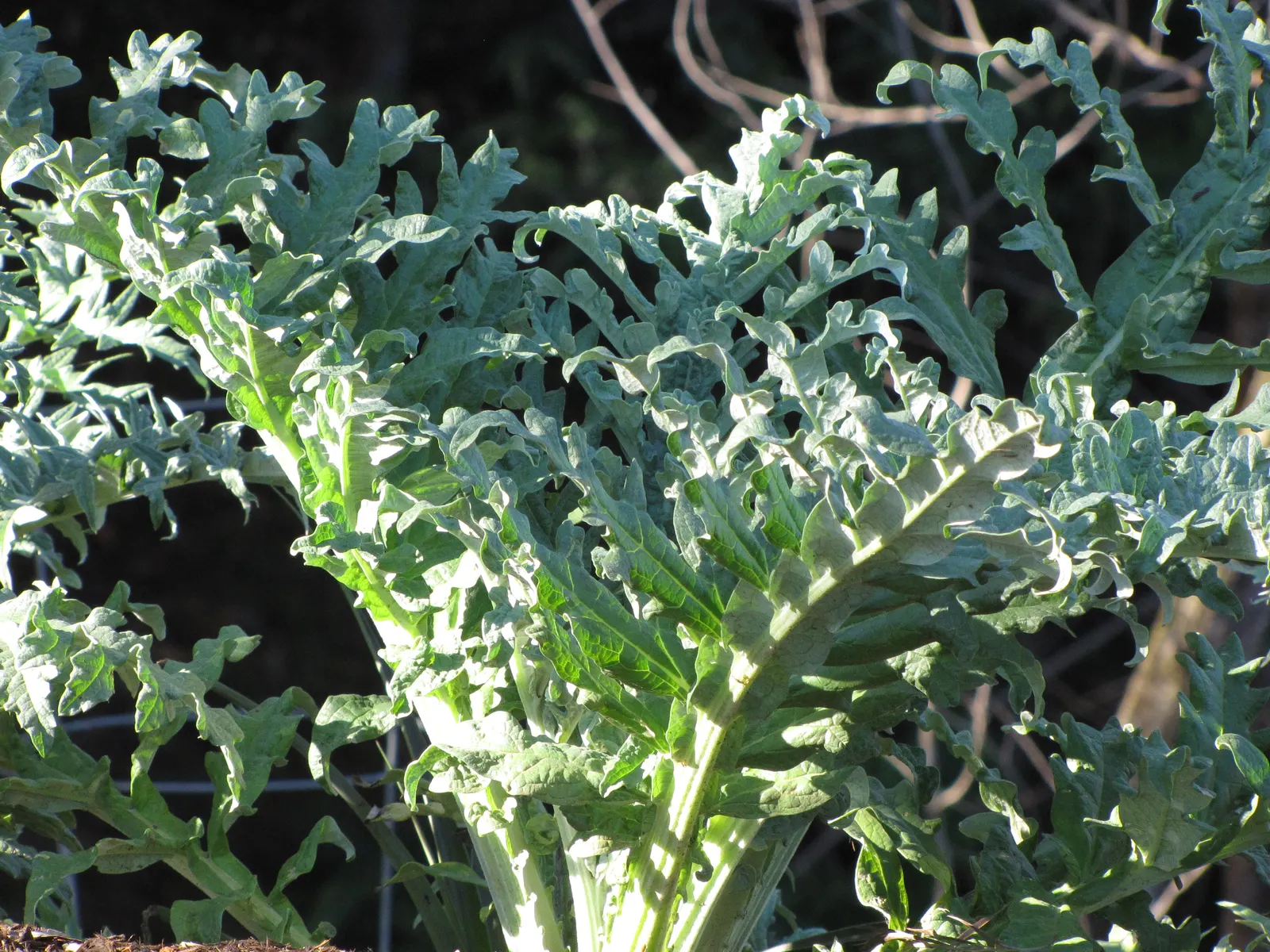 Artichoke (Cynara Scolymus) — it is recommended to regularly remove spent blooms and divide every few years to rejuvenate growth; purple flowers in the garden