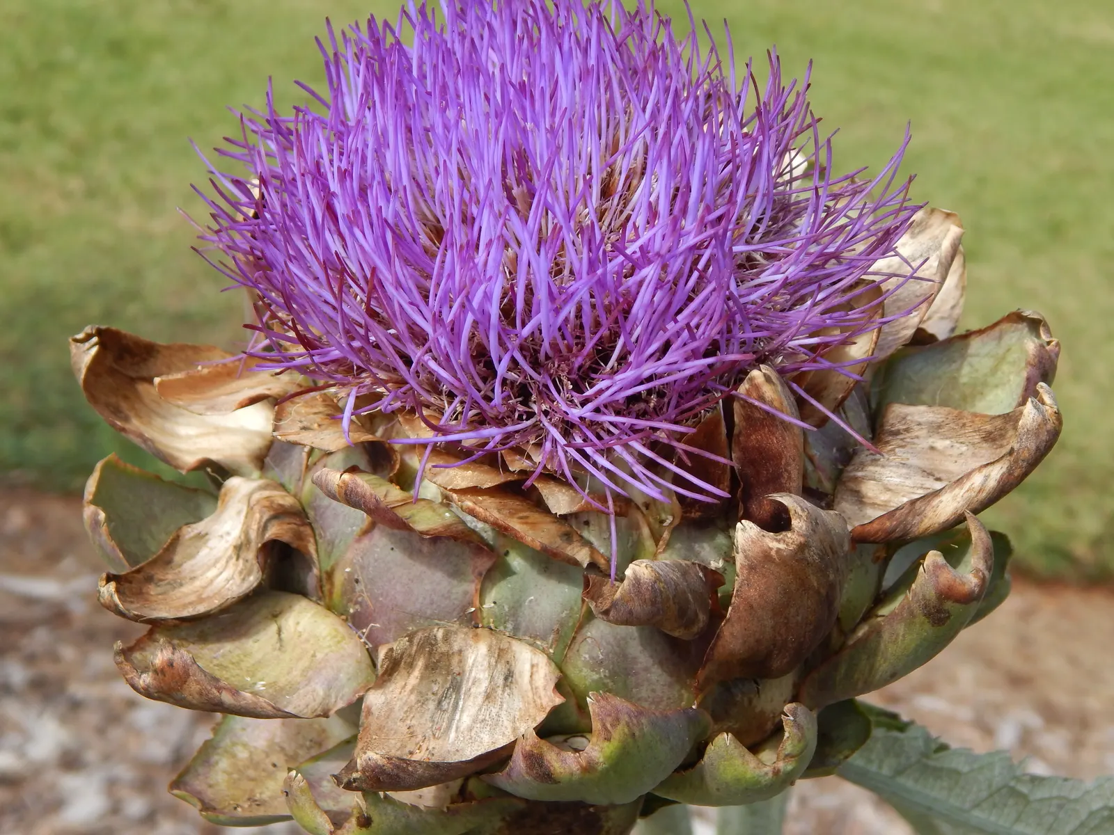 Artichoke (Cynara Scolymus) — scientifically designated as Cynara scolymus; providing both delicious harvests and an impressive focal point, image 50