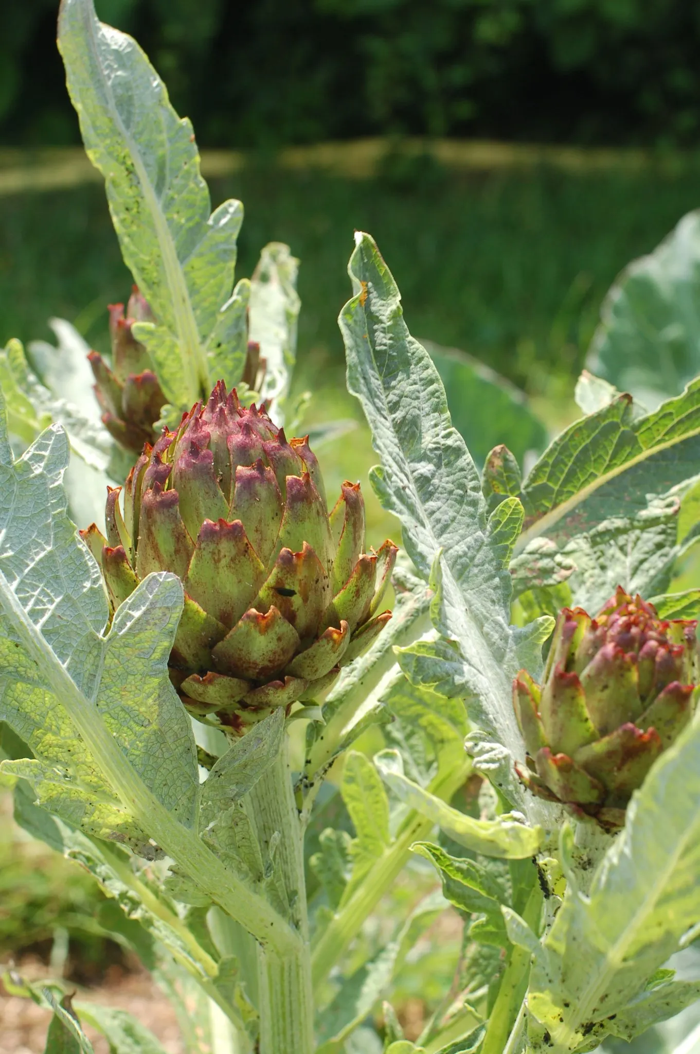 Artichoke (Cynara Scolymus) — Flourishing in full sun with well-drained soil, it doubles as a culinary delight and ornamental specimen; this, image 70