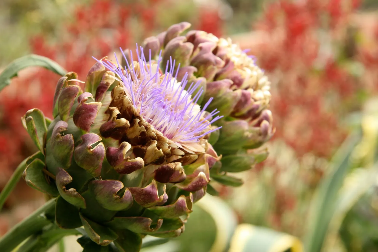 Artichoke (Cynara Scolymus) — Artichokes can serve as a dual-purpose crop