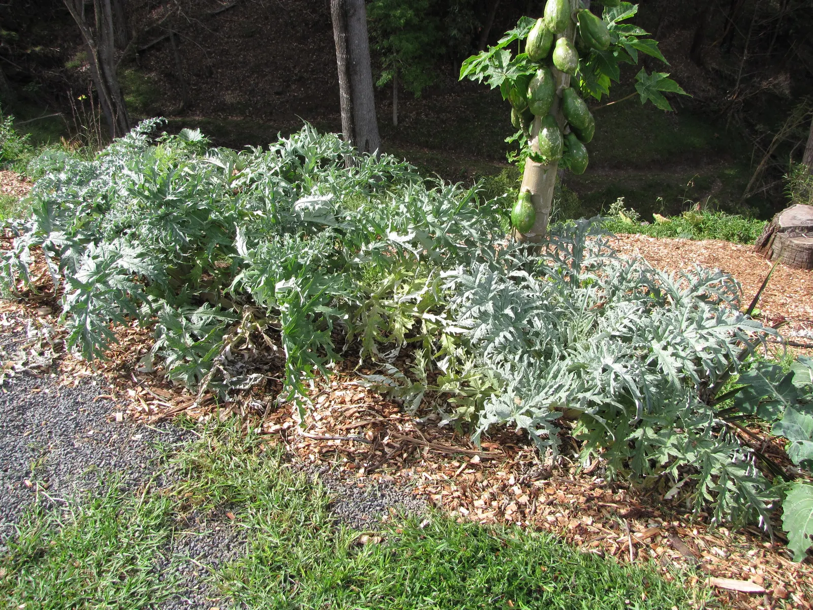 Artichoke (Cynara Scolymus) — Provide ample space to accommodate its growth for a dramatic, edible display in your garden design; with a, image 49