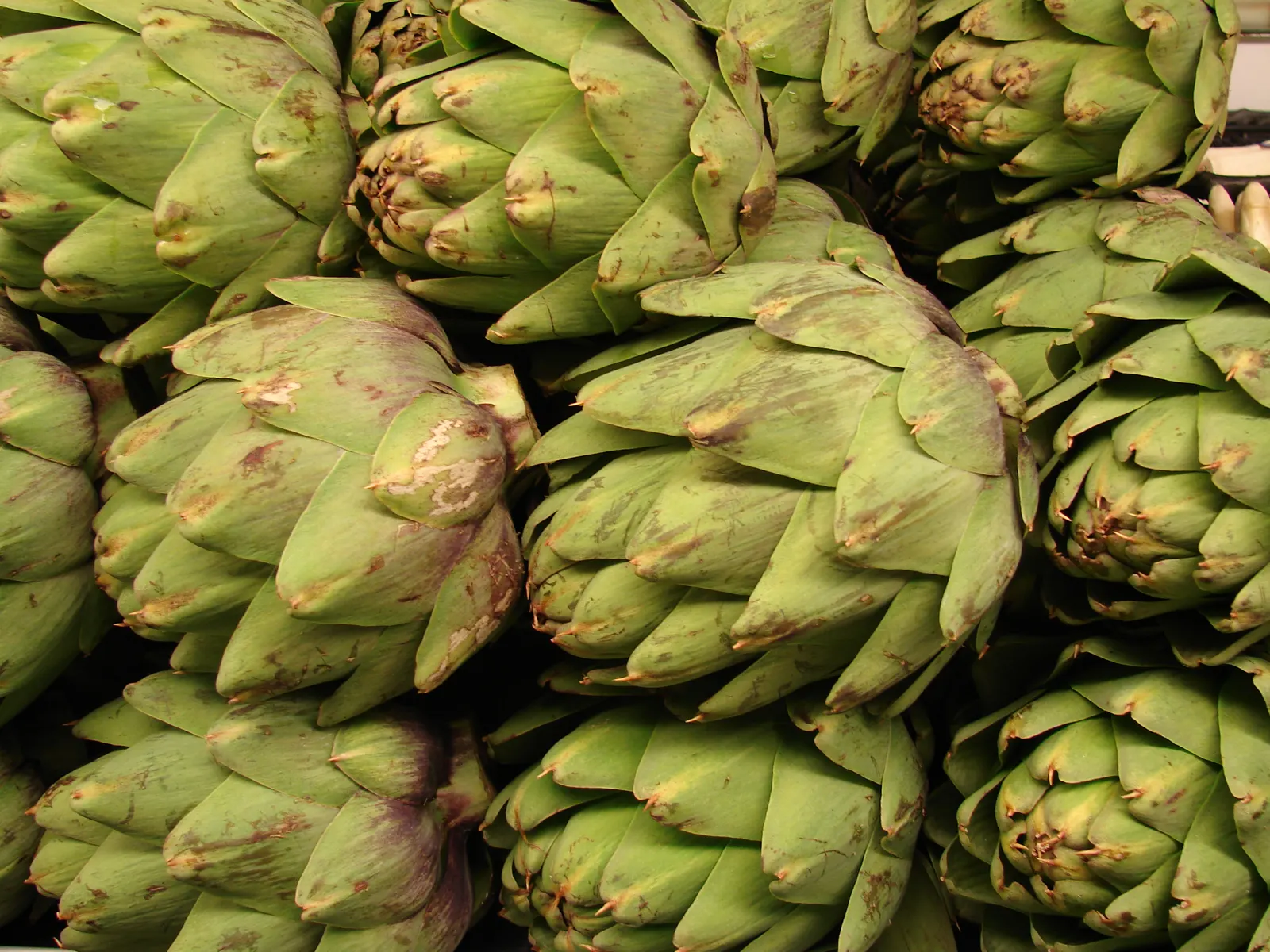Artichoke (Cynara Scolymus) — boasting a striking structure of up to 4 feet in height and 6 feet in width; the Artichoke's true highlight is its, image 68