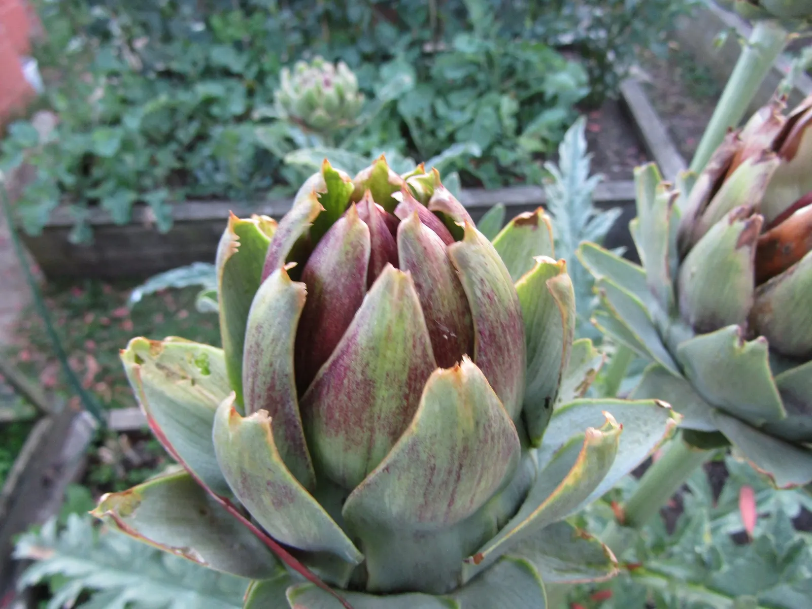 Artichoke (Cynara Scolymus) — Artichokes can serve as a dual-purpose crop; perennial / vegetable with purple blooms, image 60