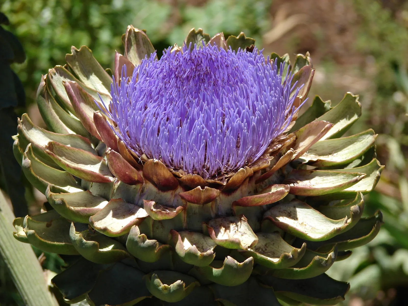 Artichoke (Cynara Scolymus) — scientifically designated as Cynara scolymus; providing both delicious harvests and an impressive focal point