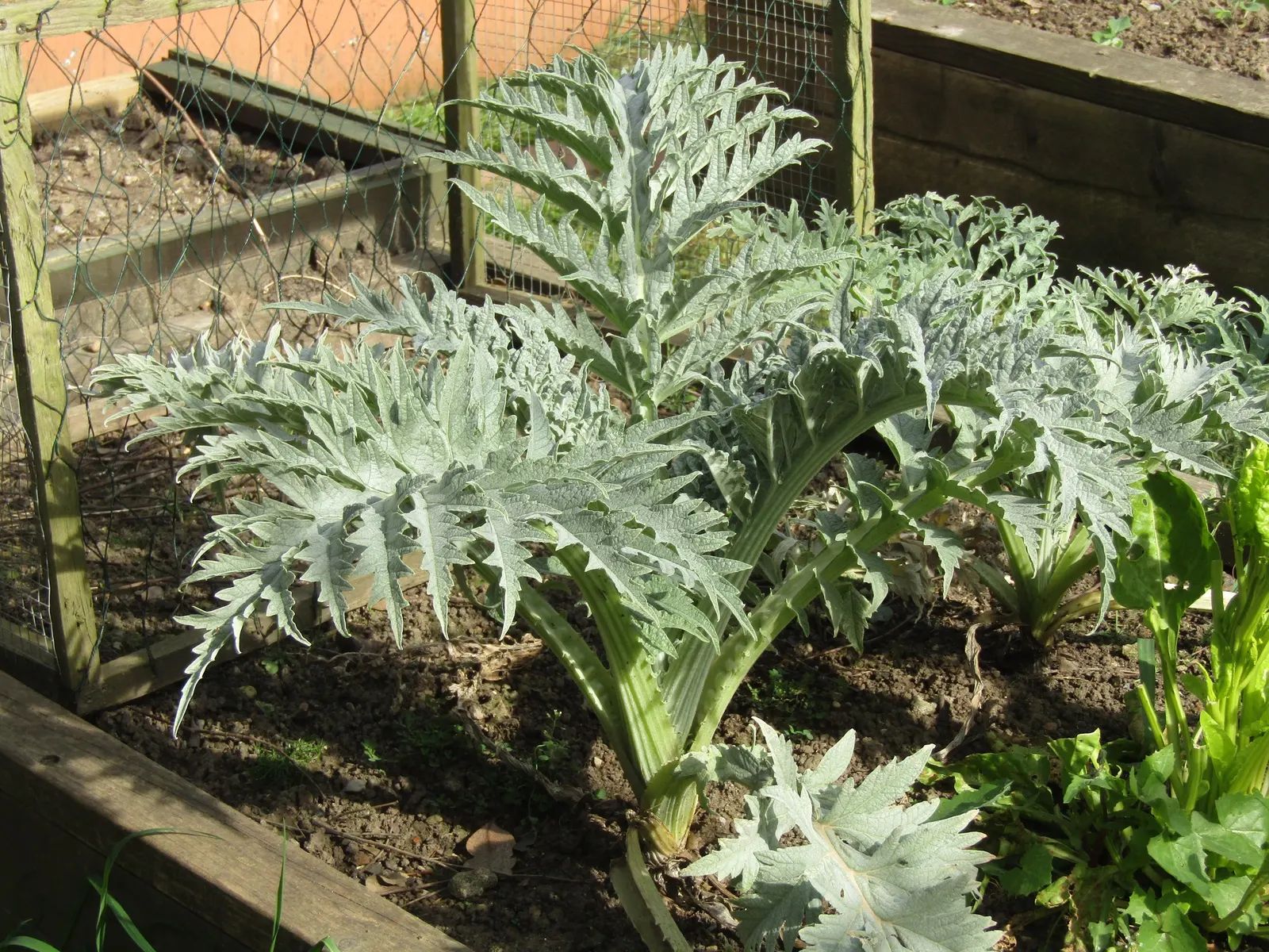 Artichoke (Cynara Scolymus) — It is suited to USDA hardiness zones 7 through 9; fertile soil with consistent moisture, image 59