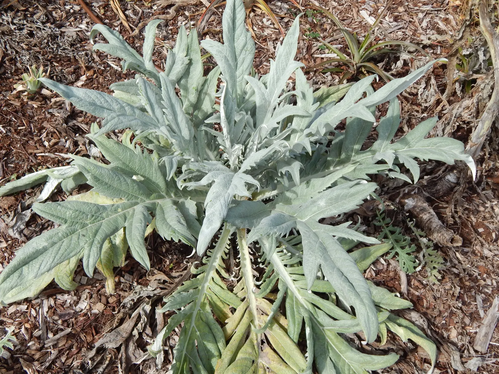 Artichoke (Cynara Scolymus) — they reveal a striking thistle-like flower; perennial / vegetable for full, image 57