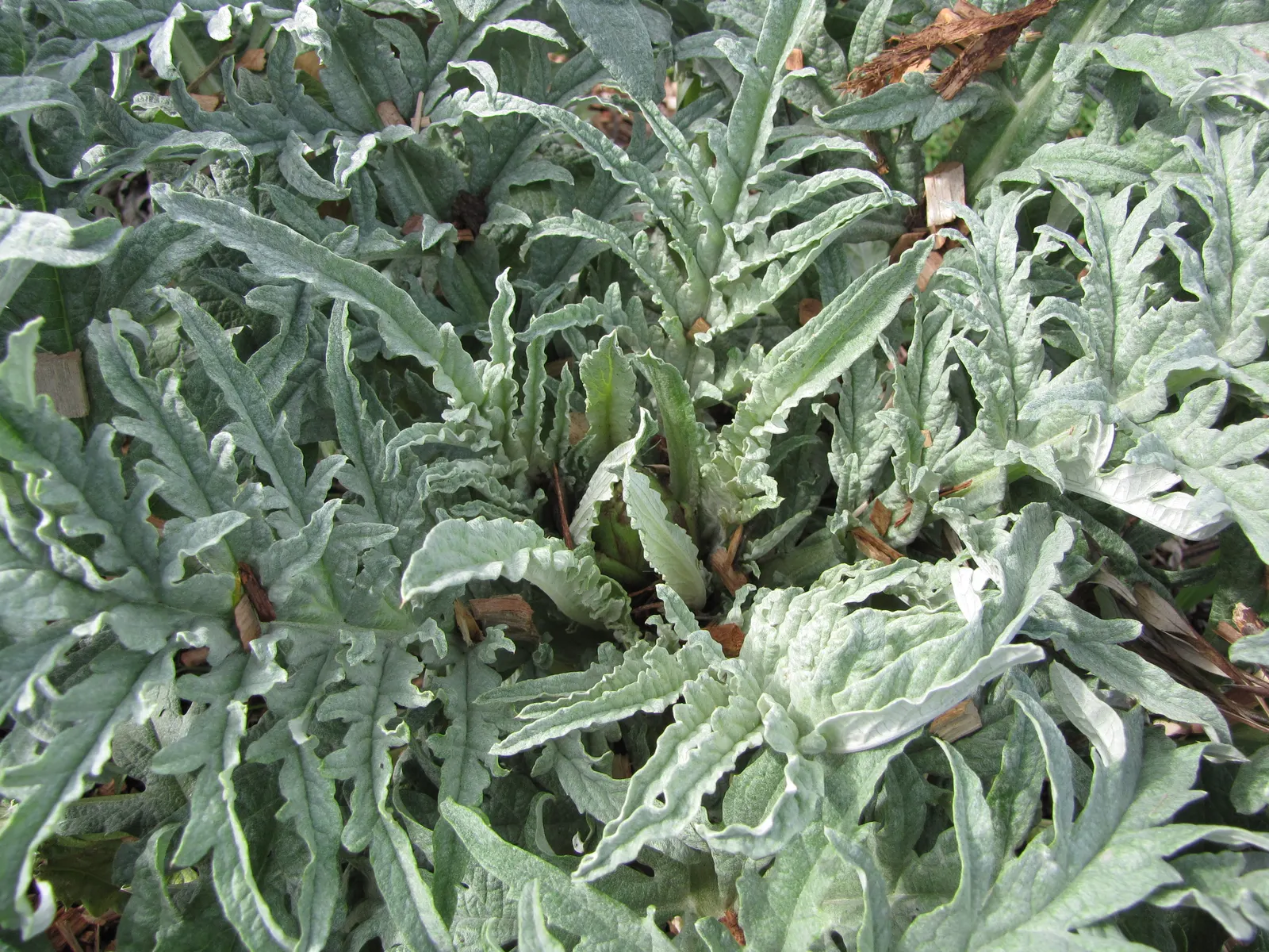 Artichoke (Cynara Scolymus) — fertile soil with consistent moisture; is a perennial thistle originating from the Mediterranean