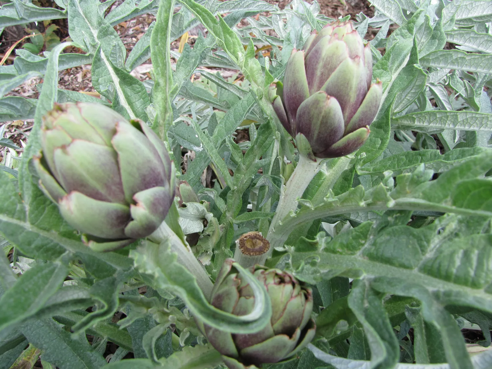 Artichoke (Cynara Scolymus) — It is suited to USDA hardiness zones 7 through 9; fertile soil with consistent moisture, image 81
