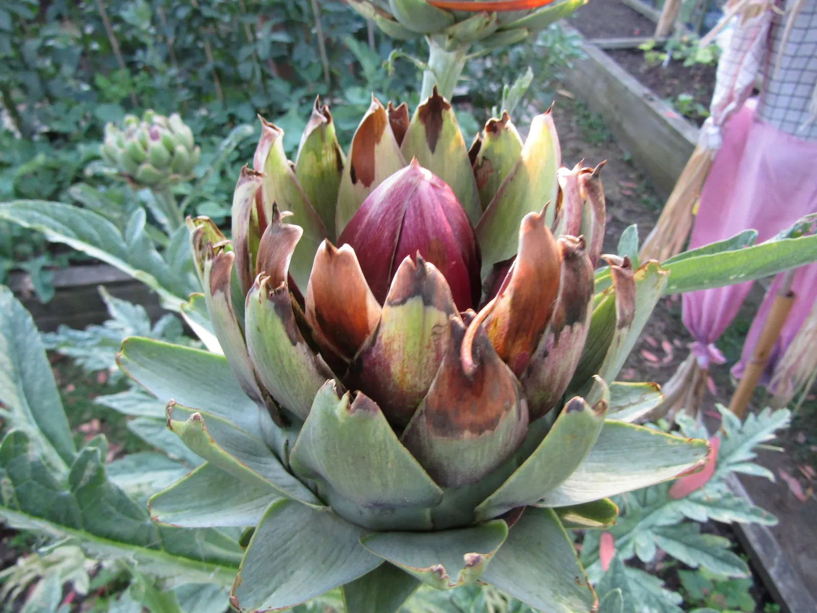 Artichoke (Cynara Scolymus) — Artichokes can serve as a dual-purpose crop; perennial / vegetable with purple blooms, image 82