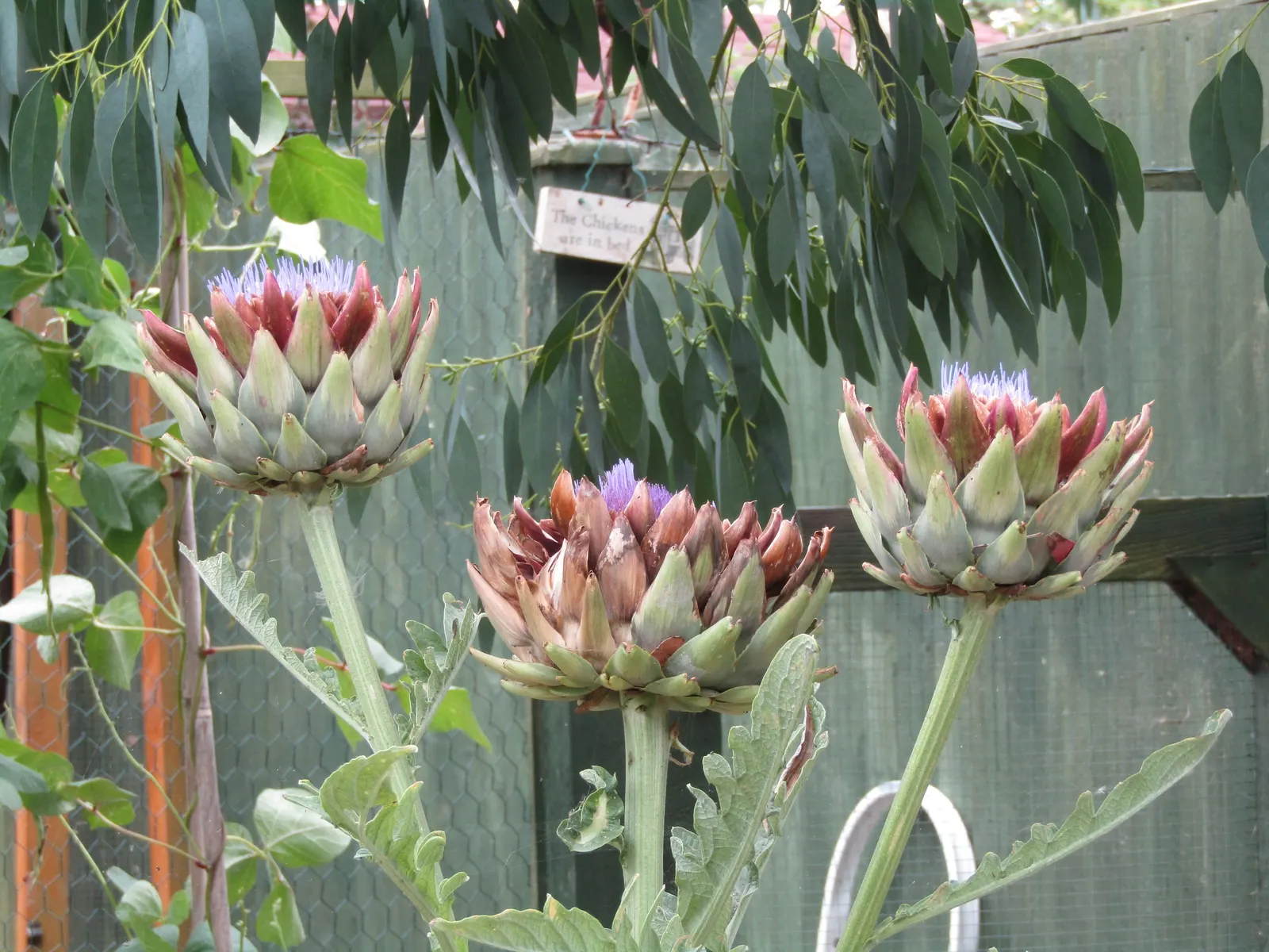 Artichoke (Cynara Scolymus) — Provide ample space to accommodate its growth for a dramatic, edible display in your garden design; with a, image 93