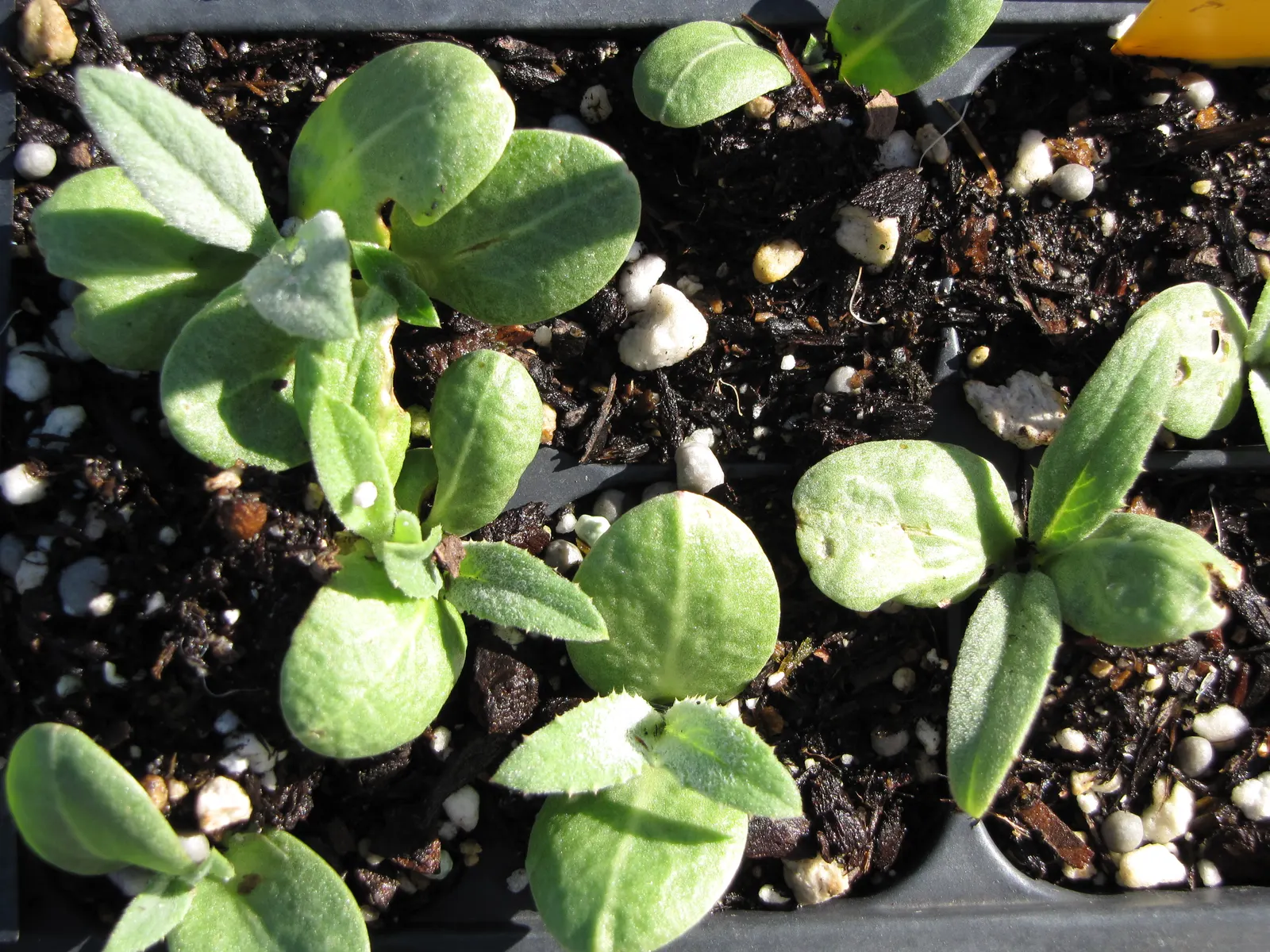 Artichoke (Cynara Scolymus) — It is suited to USDA hardiness zones 7 through 9; fertile soil with consistent moisture