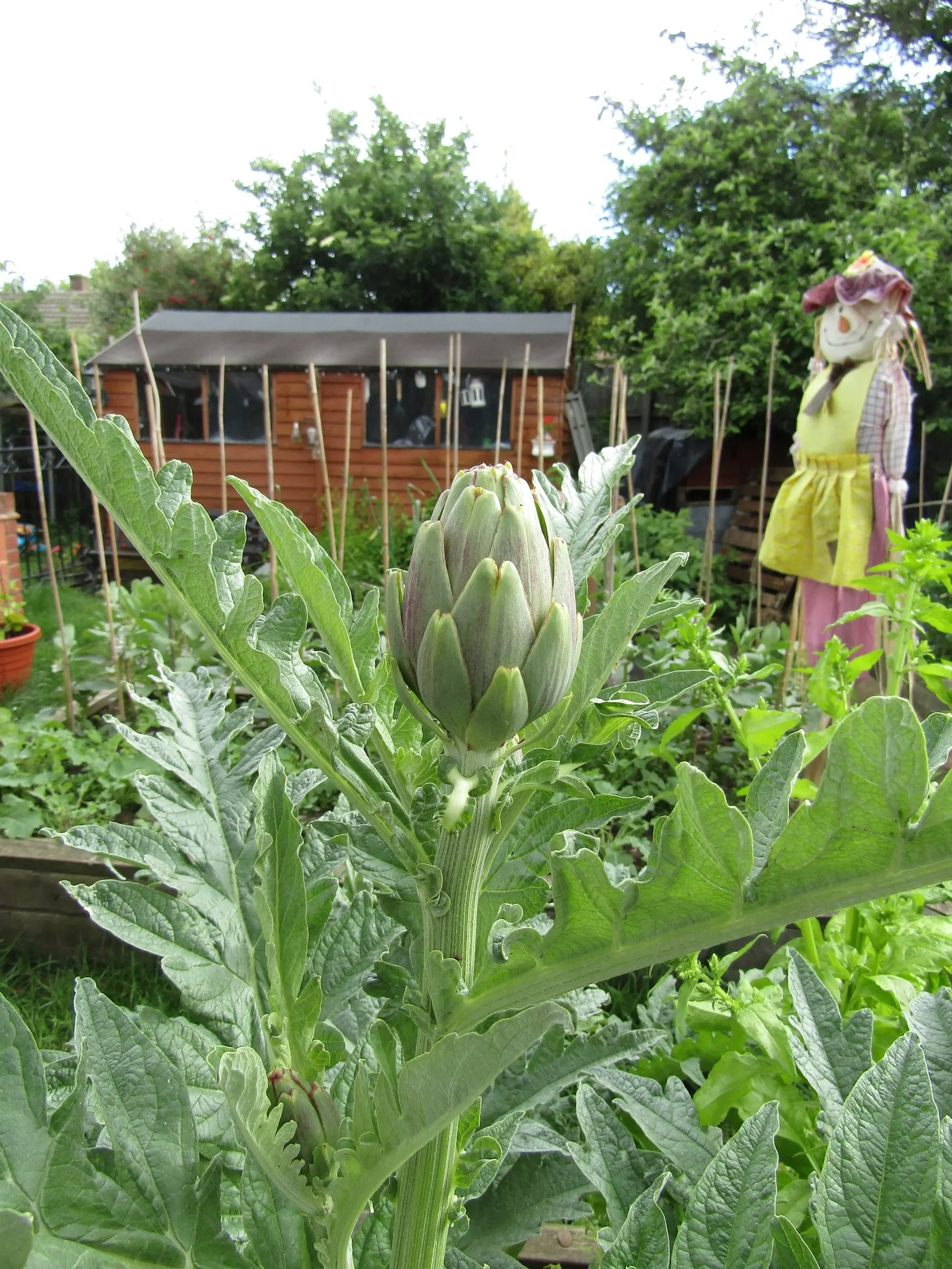Artichoke (Cynara Scolymus) — This perennial presents bold, silvery-green foliage and grand thistle-like purple flowers; to maintain a tidy appearance and