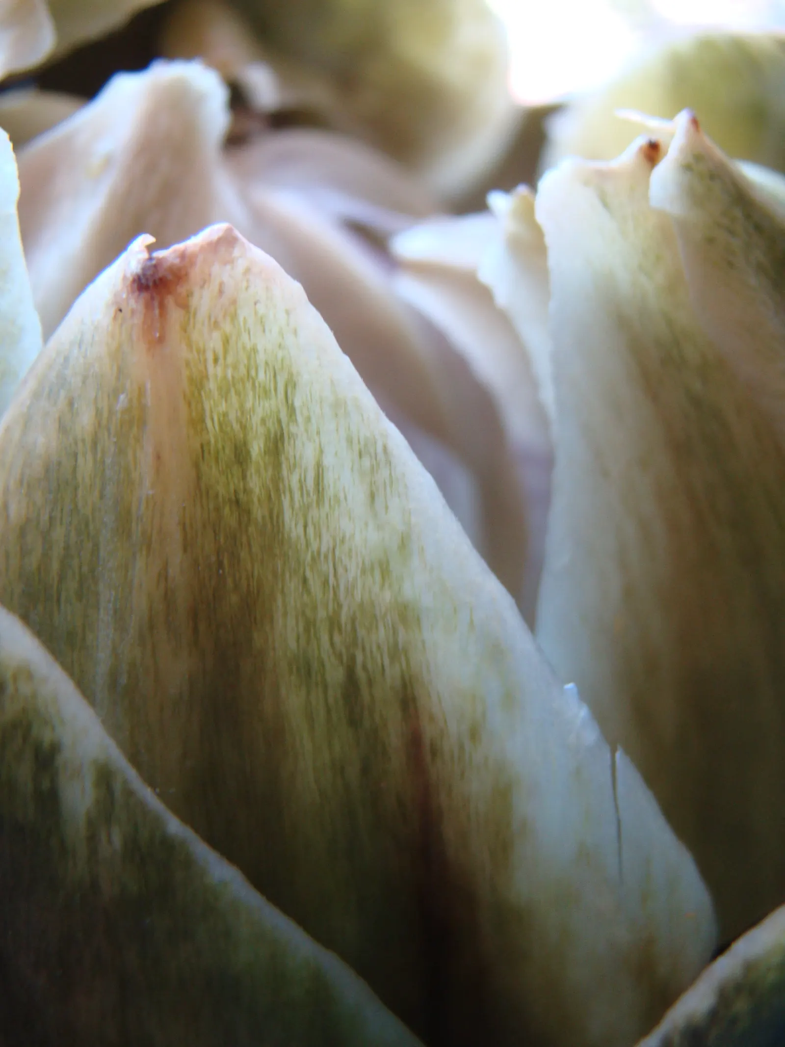 Artichoke (Cynara Scolymus) — Provide ample space to accommodate its growth for a dramatic, edible display in your garden design; with a fascinating texture