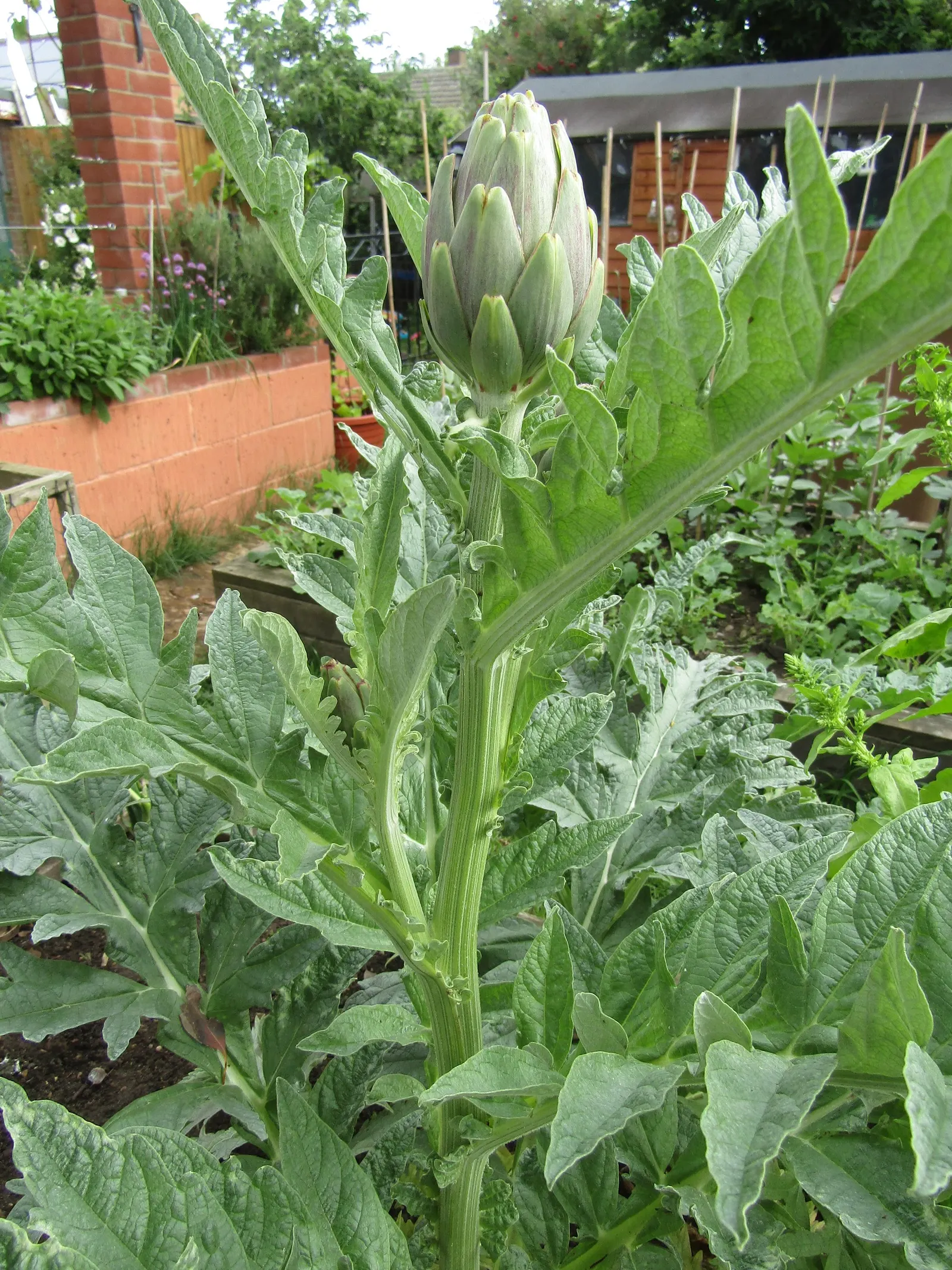 Artichoke (Cynara Scolymus) — with a fascinating texture that adds a visual appeal throughout the growing season