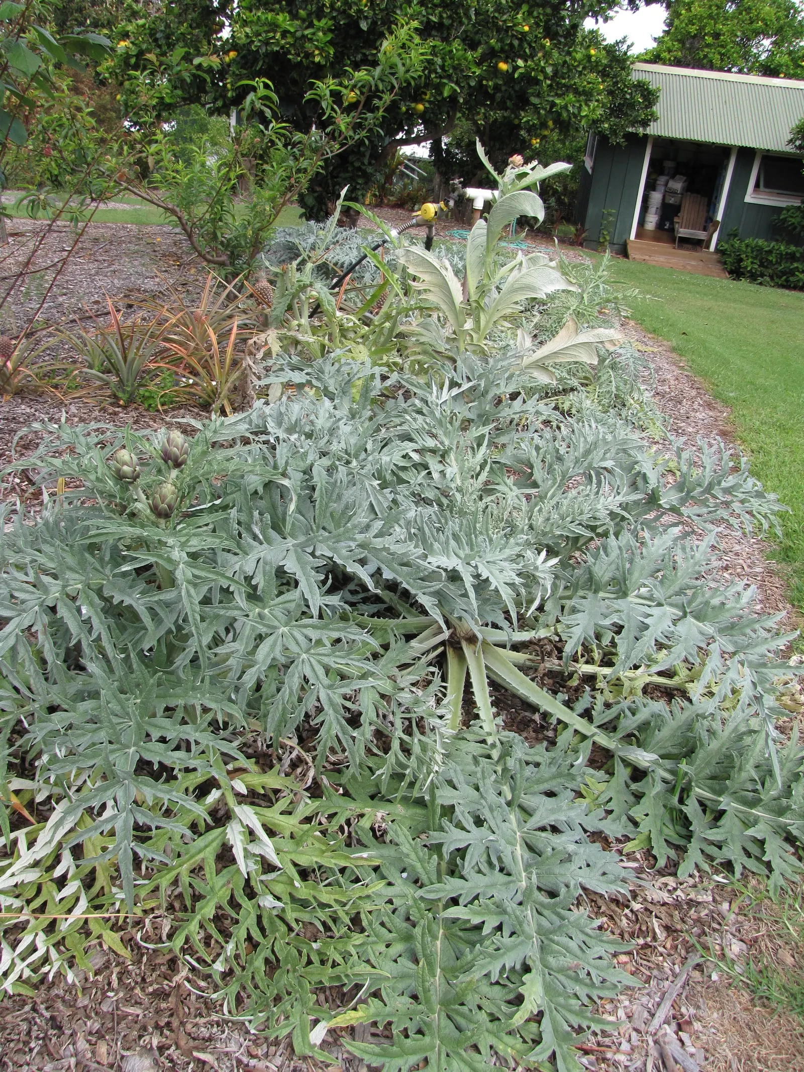 Artichoke (Cynara Scolymus) — with a fascinating texture that adds a visual appeal throughout the growing season; artichoke (Cynara scolymus), image 76