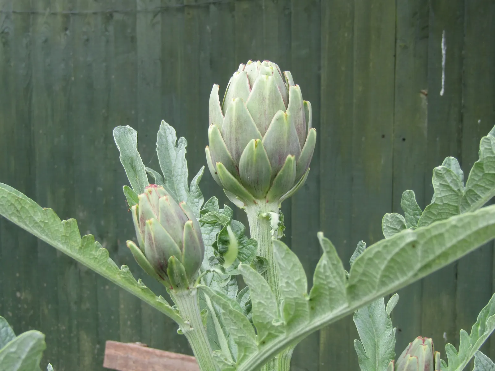 Artichoke (Cynara Scolymus) — it typically reaches a height of 3 to 4 feet with an equal spread; spanning up to 2 to 3 feet in length, image 74